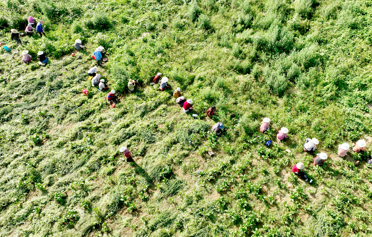 安徽亳州谯城区蒋李村中药材种植基地在为中药材孜然除草